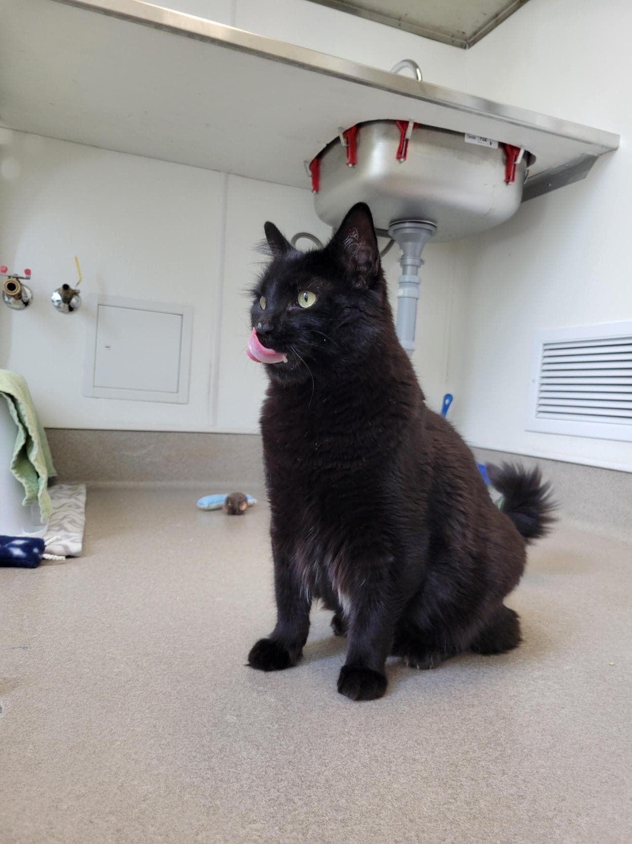 Butter - Domestic Shorthair cat available for adoption at Langley Animal Protection Society in Vancouver