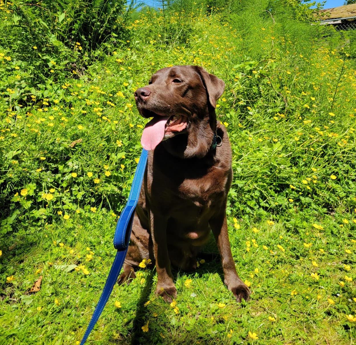 Chino - Mixed Breed available for adoption at Langley Animal Protection Society in Vancouver