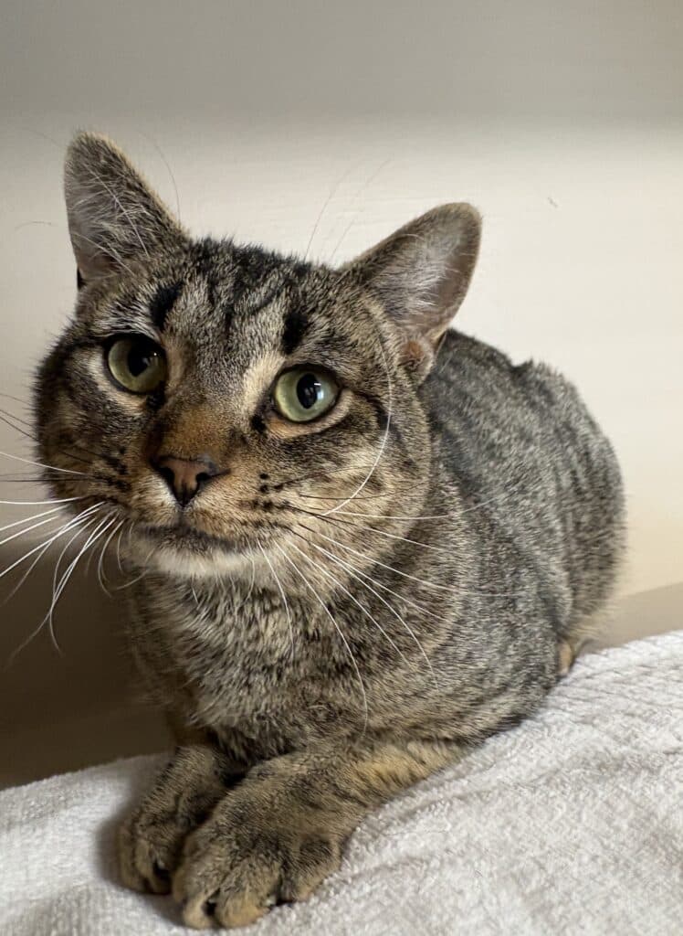 Tiger - Domestic Shorthair cat available for adoption at Langley Animal Protection Society in Vancouver