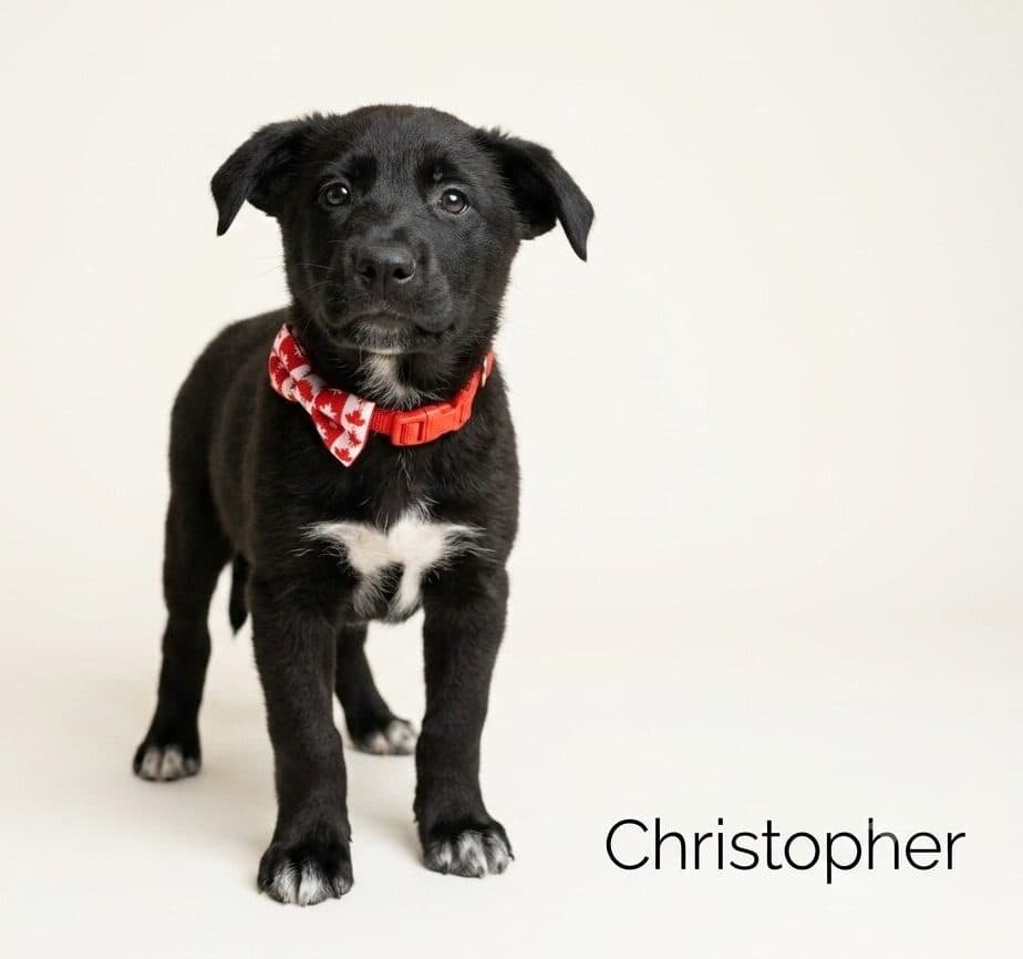 Christopher - Mixed Breed available for adoption at Langley Animal Protection Society in Vancouver