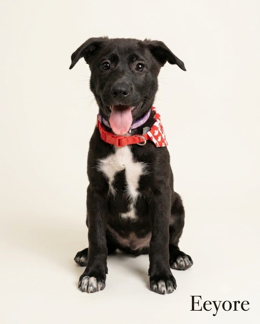 Eeyore - Mixed Breed available for adoption at Langley Animal Protection Society in Vancouver