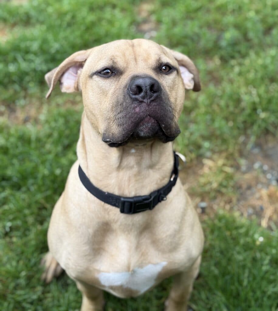 Franklin - Mixed Breed available for adoption at Langley Animal Protection Society in Vancouver