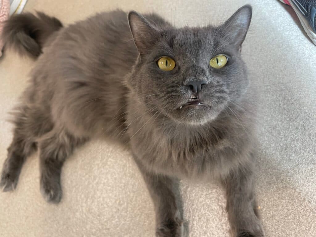 Gio - Domestic Shorthair cat available for adoption at Langley Animal Protection Society in Vancouver