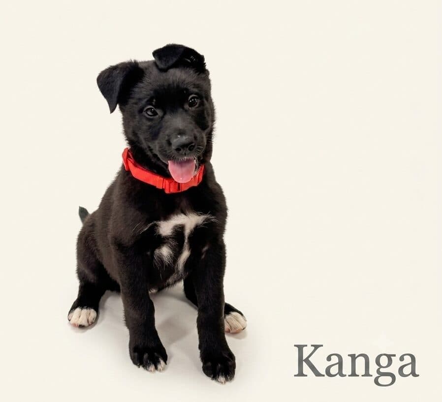 Kanga - Mixed Breed available for adoption at Langley Animal Protection Society in Vancouver