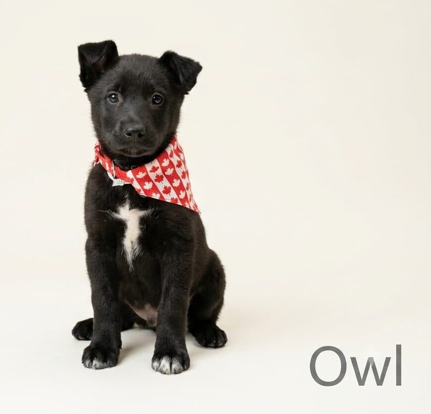 Owl - Mixed Breed available for adoption at Langley Animal Protection Society in Vancouver