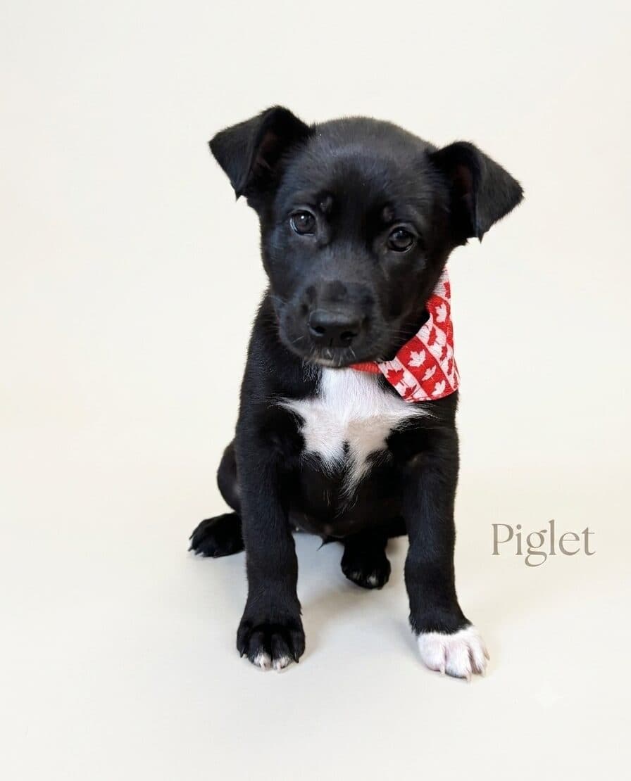 Piglet - Mixed Breed available for adoption at Langley Animal Protection Society in Vancouver