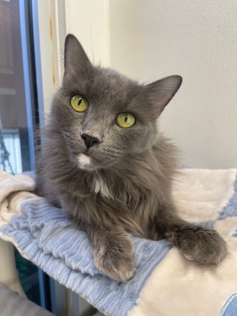 Pounce - Domestic Shorthair available for adoption