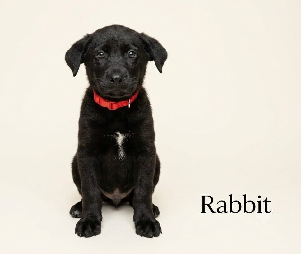 Rabbit - Mixed Breed available for adoption at Langley Animal Protection Society in Vancouver