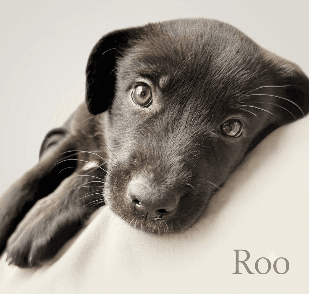 Roo - Mixed Breed available for adoption at Langley Animal Protection Society in Vancouver