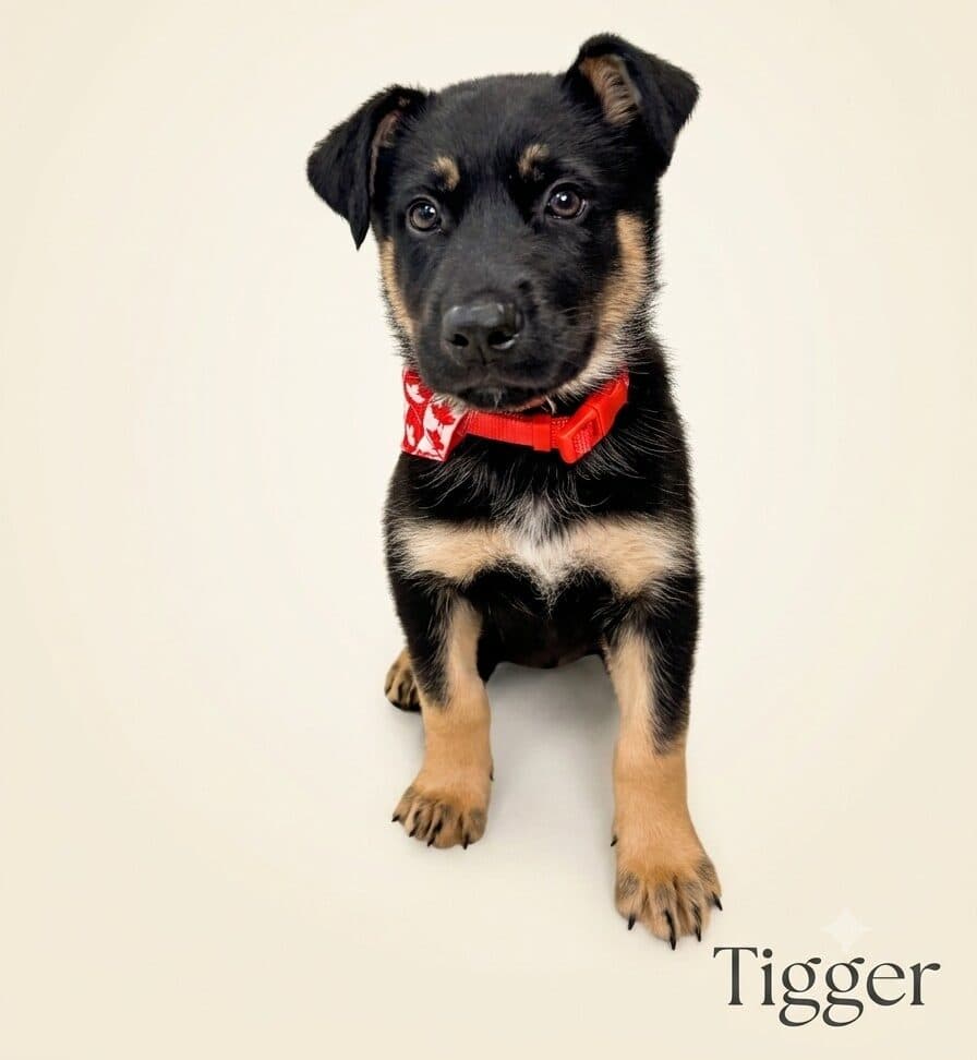 Tigger - Mixed Breed available for adoption at Langley Animal Protection Society in Vancouver