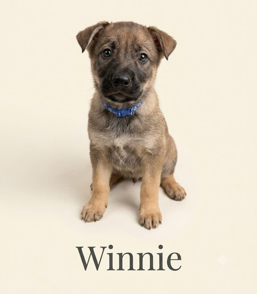 Winnie - Mixed Breed available for adoption at Langley Animal Protection Society in Vancouver