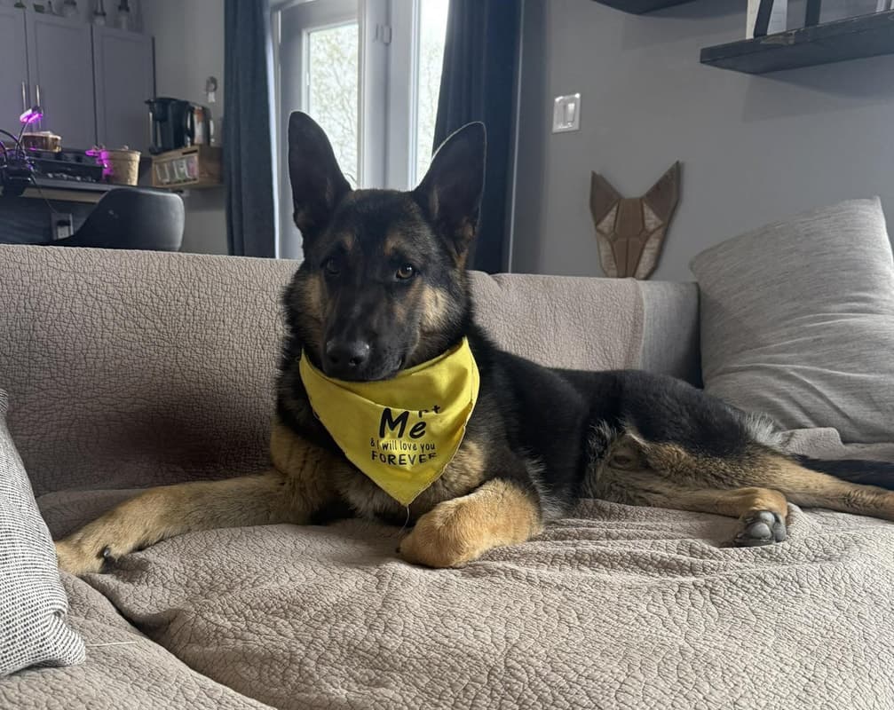 Cruz - German Shepherd Cross available for adoption at Manitoba All Shepherd Rescue in Winnipeg
