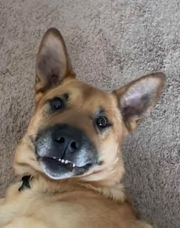 Cooper - German Shepherd Cross available for adoption in Manitoba