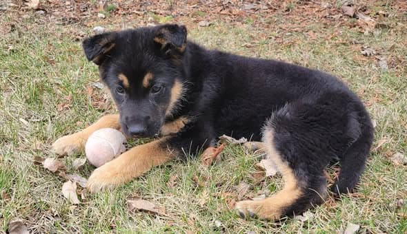 Gemma - German Shepherd Cross available for adoption at Manitoba All Shepherd Rescue in Winnipeg