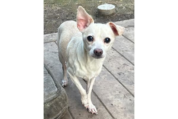 Simon - Chihuahua available for adoption in Calgary