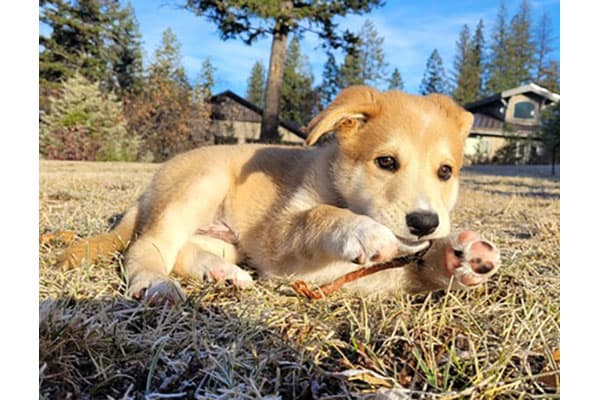 Wasabi - Husky mix available for adoption at Rocky Mountain Animal Rescue in Calgary