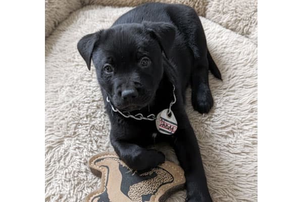 Chevy - Mixed Breed available for adoption at Rocky Mountain Animal Rescue in Calgary