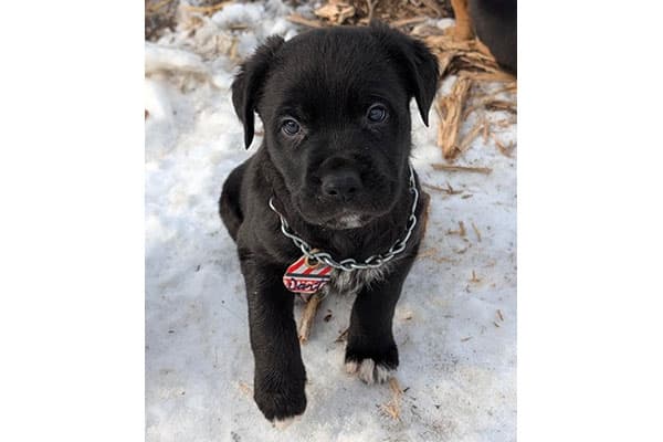 Dart - Mixed Breed available for adoption in Calgary