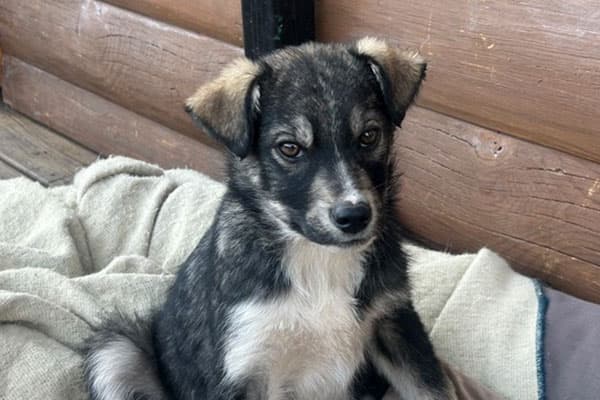 Benny - Shepherd/Great Pyrenees/Husky mix available for adoption in Calgary