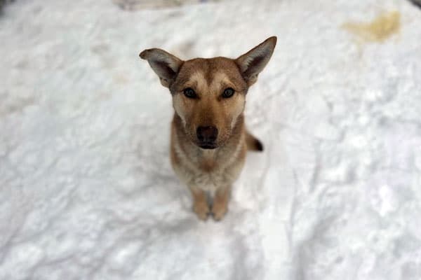 Molly - Husky/Red Heeler mix available for adoption in Calgary