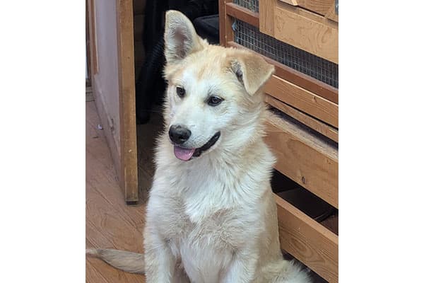 Blondie - Pyrenees/Shepherd/Husky available for adoption in Calgary