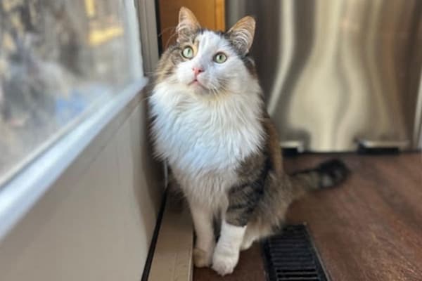 Fluffy - Domestic Long Hair cat available for adoption at Rocky Mountain Animal Rescue in Calgary