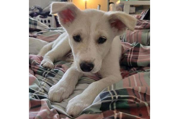 Mocha - Husky/Lab Cross available for adoption at Rocky Mountain Animal Rescue in Calgary