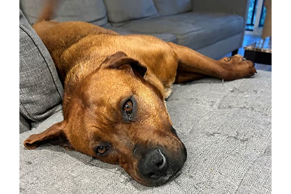 Winnie - Pitbull/Lab Cross available for adoption in Calgary