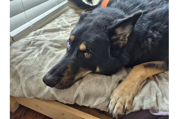 Bert - German Shepherd/Husky Cross available for adoption at Rocky Mountain Animal Rescue in Calgary