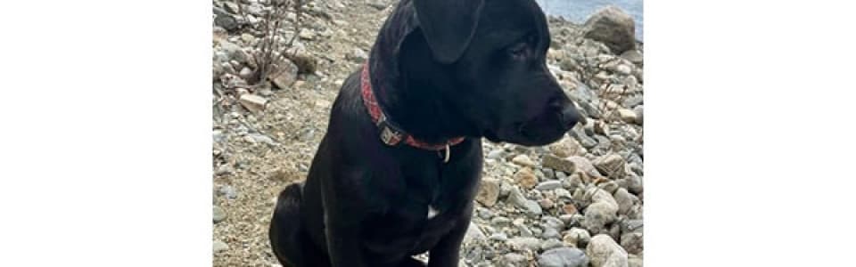 Dart - Lab mix available for adoption at Rocky Mountain Animal Rescue in Calgary