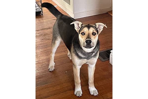 Ruffles - Shepherd/Husky available for adoption at Rocky Mountain Animal Rescue in Calgary