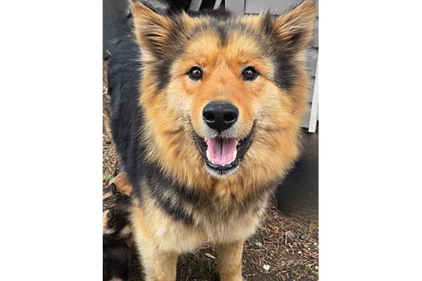 Willow - Shepherd/Husky available for adoption at Rocky Mountain Animal Rescue in Calgary