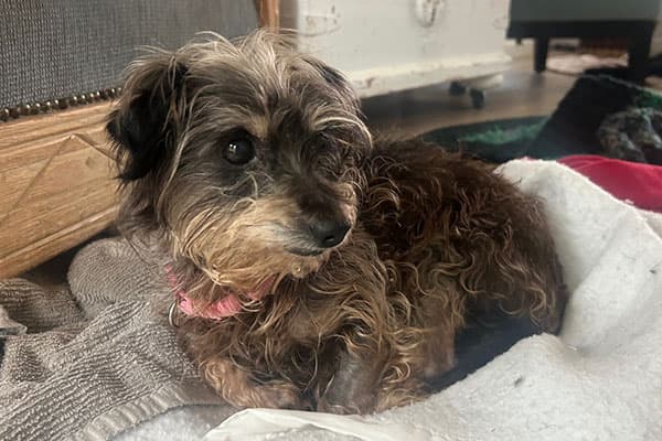 Mimi - Silkie Terrier mix available for adoption at Rocky Mountain Animal Rescue in Calgary (1 of 3)