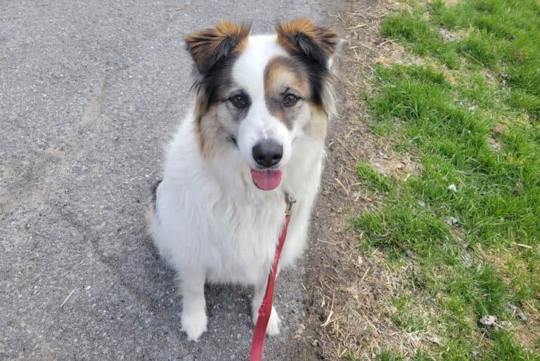Joni Mitchell - Large mixed breed available for adoption at Sit With Me Dog Rescue in Ottawa