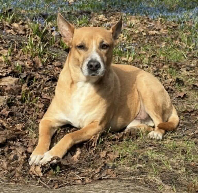 Jonathan - Mixed breed available for adoption at Sit With Me Dog Rescue in Ottawa