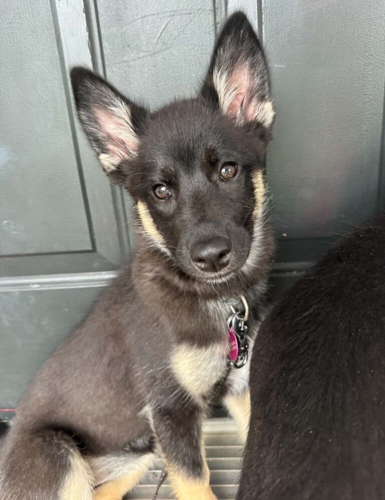 Fern - Large mixed breed available for adoption at Sit With Me Dog Rescue in Ottawa