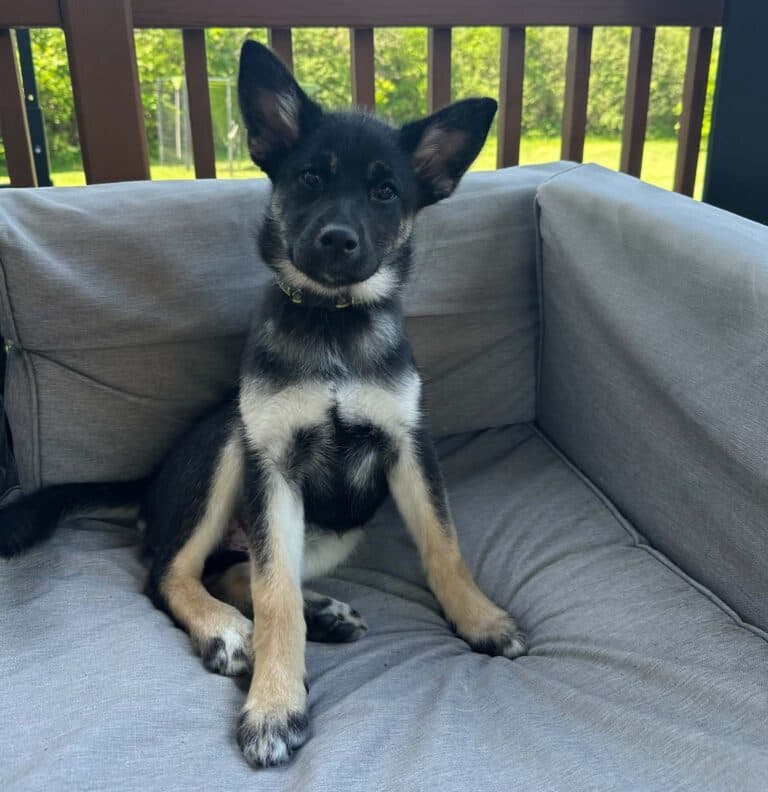 Mint - Large mixed breed available for adoption at Sit With Me Dog Rescue in Ottawa