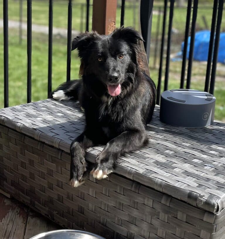 Bella - Border Collie mix available for adoption at Sit With Me Dog Rescue in Ottawa
