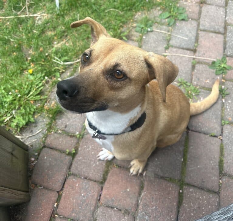 Ruby Woo - Mixed breed available for adoption at Sit With Me Dog Rescue in Ottawa