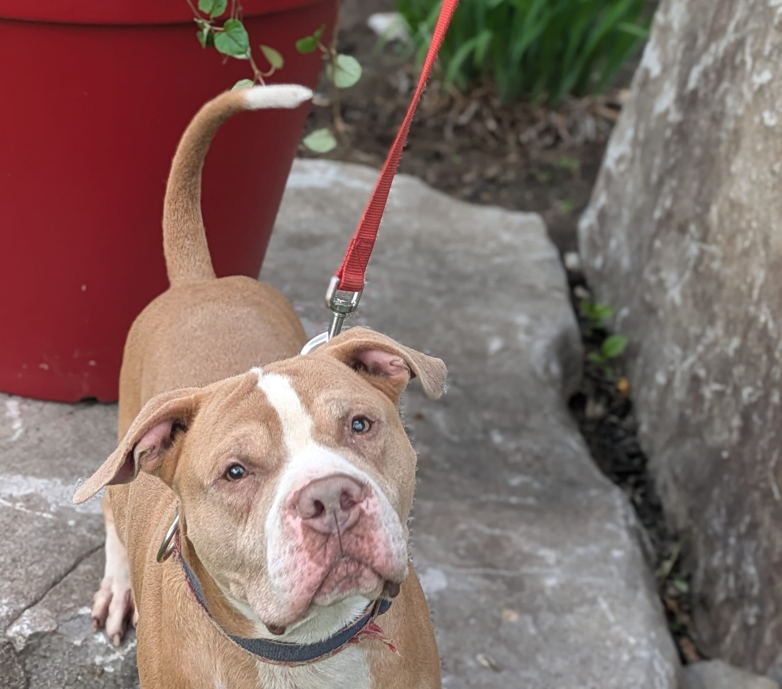 Happy Feet - Mixed breed available for adoption at Sit With Me Dog Rescue in Ottawa