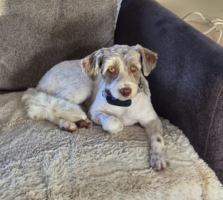 Calista - Mixed breed available for adoption at Sit With Me Dog Rescue in Ottawa