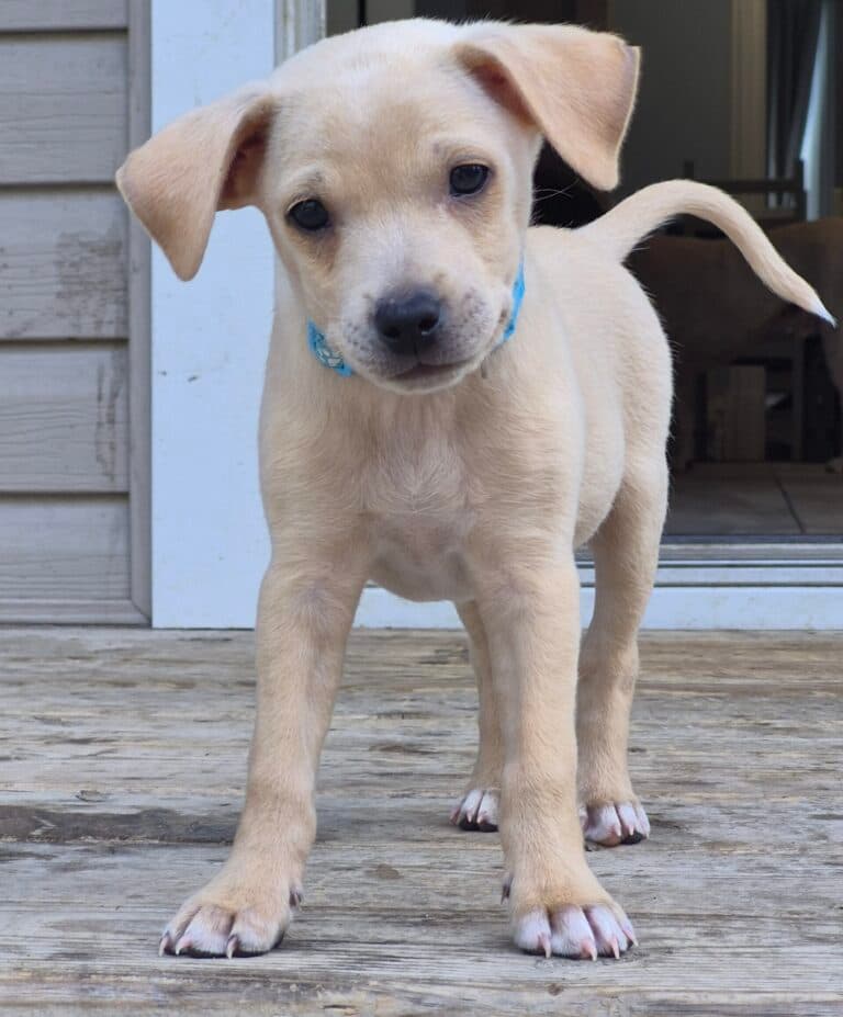 Castor - Mix Breed available for adoption