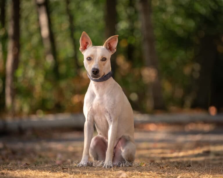 Allison - Mixed breed available for adoption at Sit With Me Dog Rescue in Ottawa