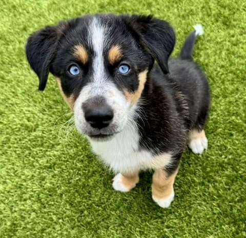 Lime - Mixed breed available for adoption