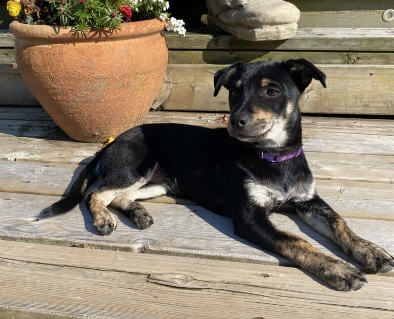Copper - Mixed breed available for adoption