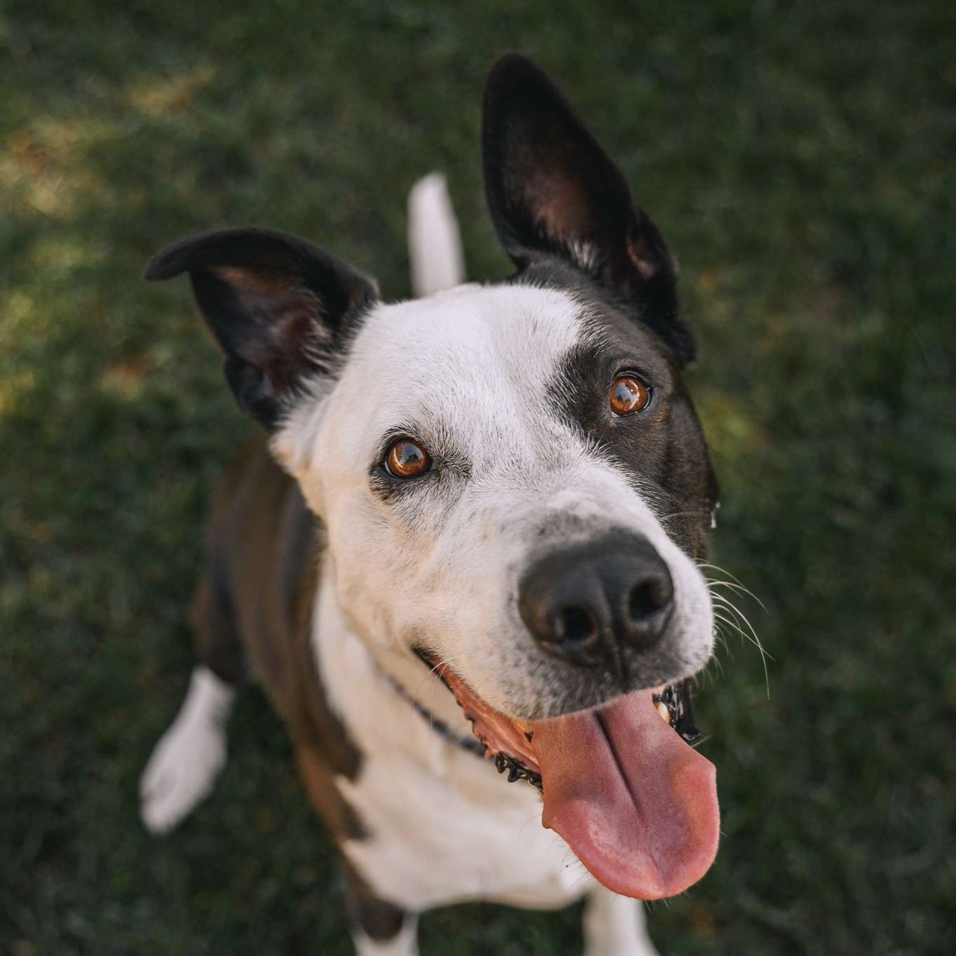 Diesel Dash - Mixed Breed available for adoption at Zoe's Animal Rescue in Calgary