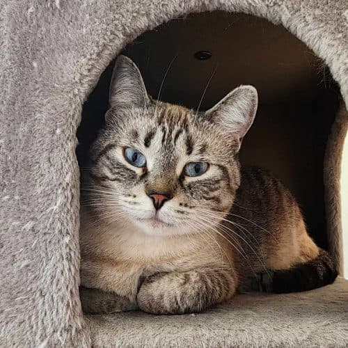 Calliope Matrix - Domestic WallFlower cat available for adoption at Zoe's Animal Rescue in Calgary