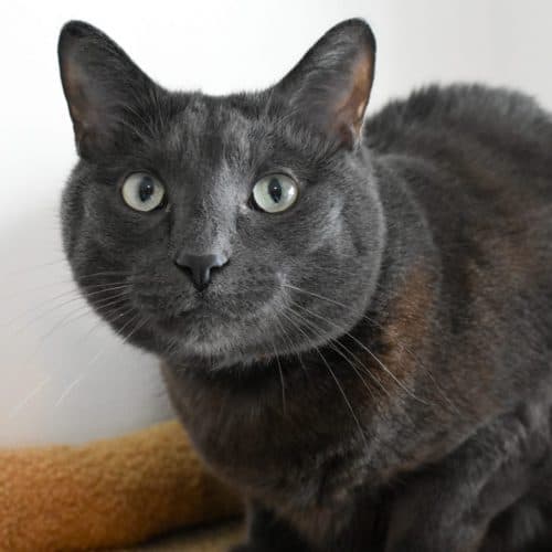 John Dillinger (JD) - Russian Blue Mix cat available for adoption at Zoe's Animal Rescue in Calgary