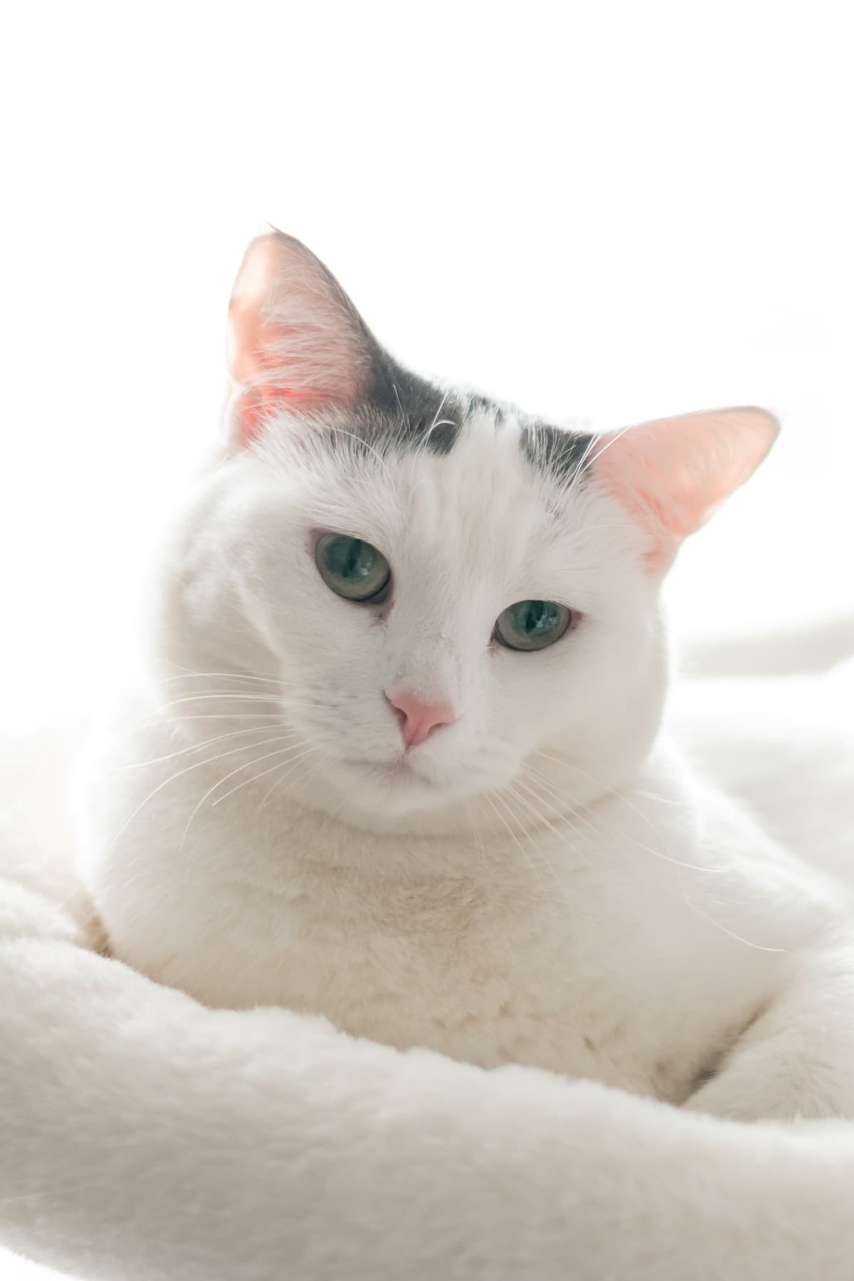 Elowen Tanna - High White Cutie (DSH) cat available for adoption at Zoe's Animal Rescue in Calgary