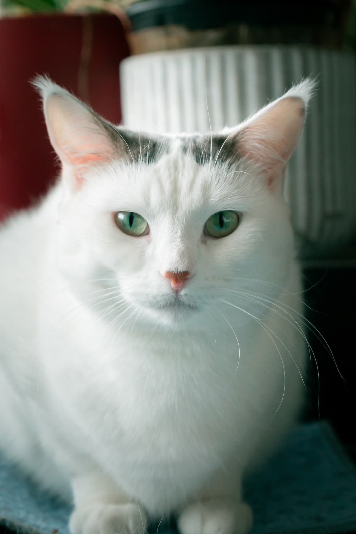 Finnian Tanna - Flying House Kitten (DSH) cat available for adoption at Zoe's Animal Rescue in Calgary